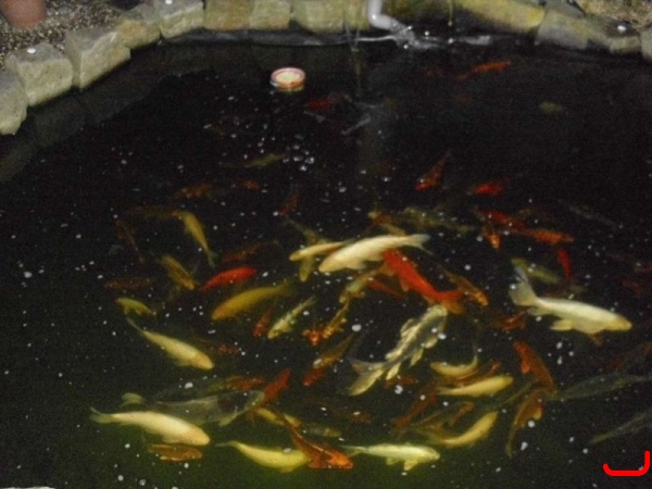 Lichter Koi