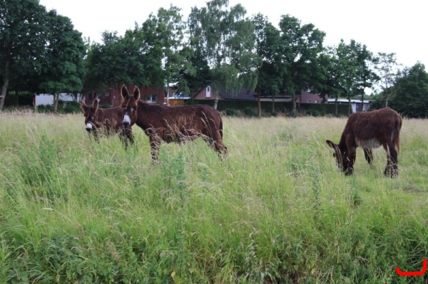 Floßfahrt Steveraue_6