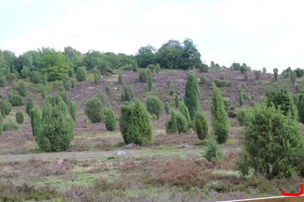 Lüneburger Heide_4