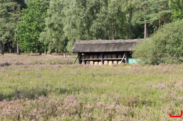 Lüneburger Heide_9