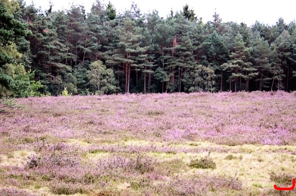 Ausflug Heide, Hermannsburg_8