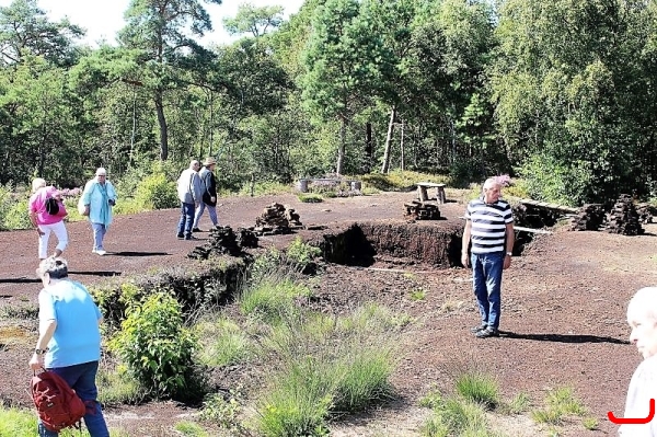 Heidelbeeren und Moor_10